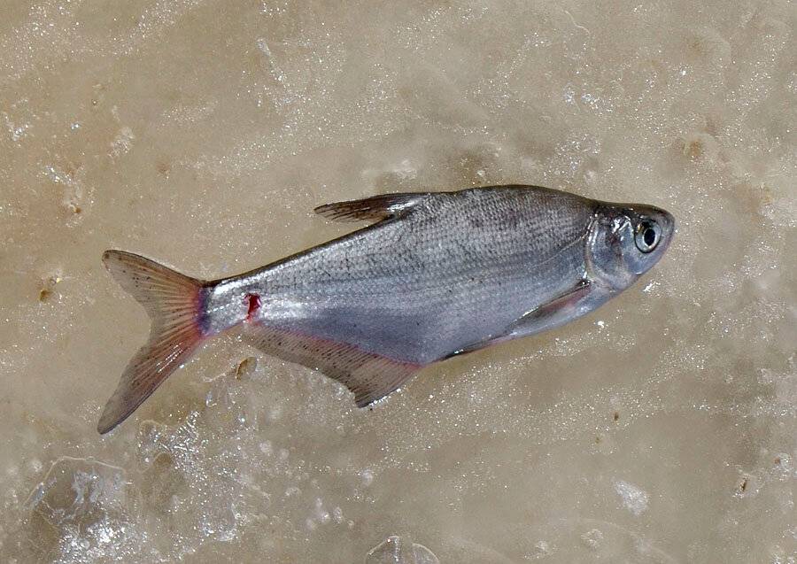 Рыба сопа или белоглазка: подробное описание, способы ловли, фото