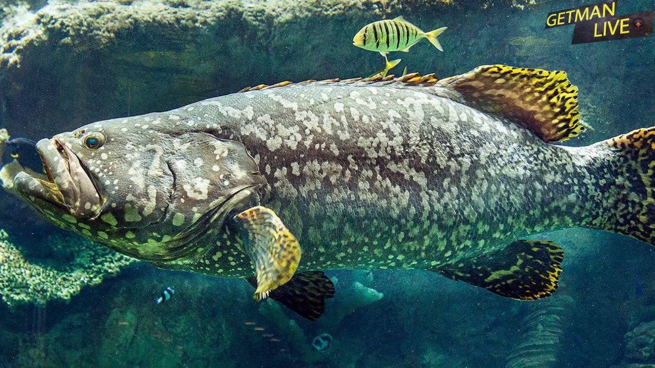 Саворин рыба. описание, особенности, образ жизни и среда обитания