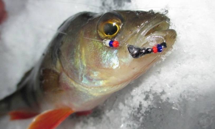 Мормышки на окуня для зимней рыбалки: топ 10 самые уловистые