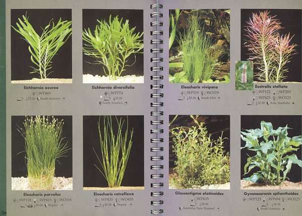 ᐉ какие бывают аквариумные растения: фото и название самых неприхотливых видов водорослей с описанием - zoovet24.ru