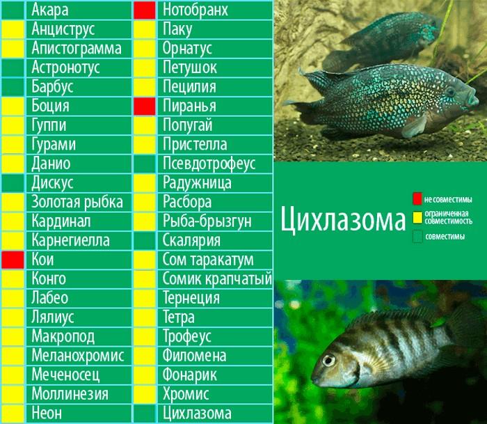 Малавийских цихлиды: виды и отличия, описание и обитание, совместимость и питание, содержание в аквариуме