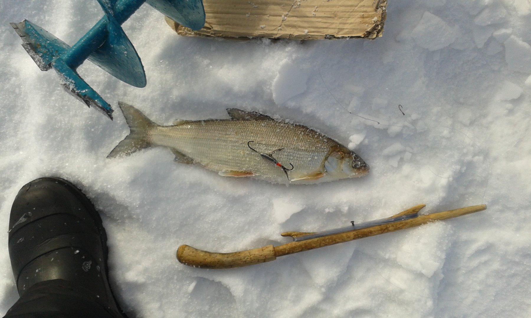 Зимняя рыбалка на сига. Зимняя рыбалка на блесну. Зимние блесенки на сига. Снасть для зимней ловли сига. Зимняя блесна на сига.