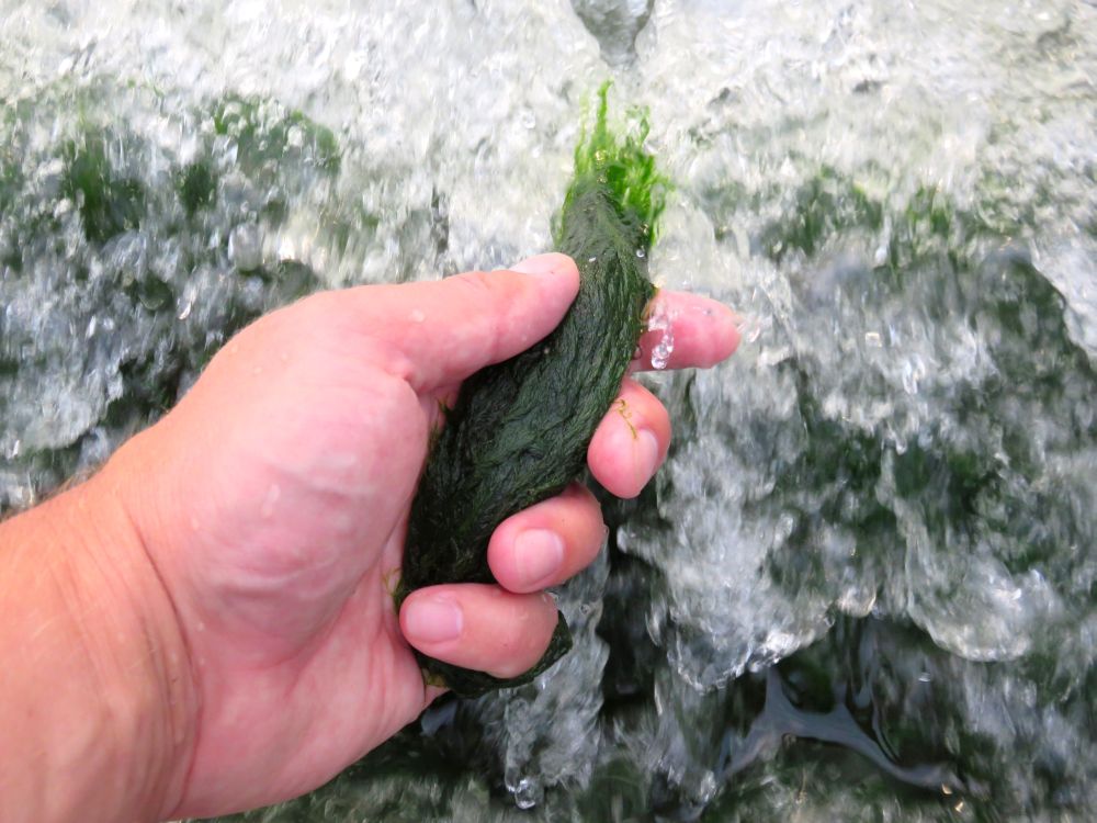 Нитчатые водоросли - как избавиться от тины в аквариуме