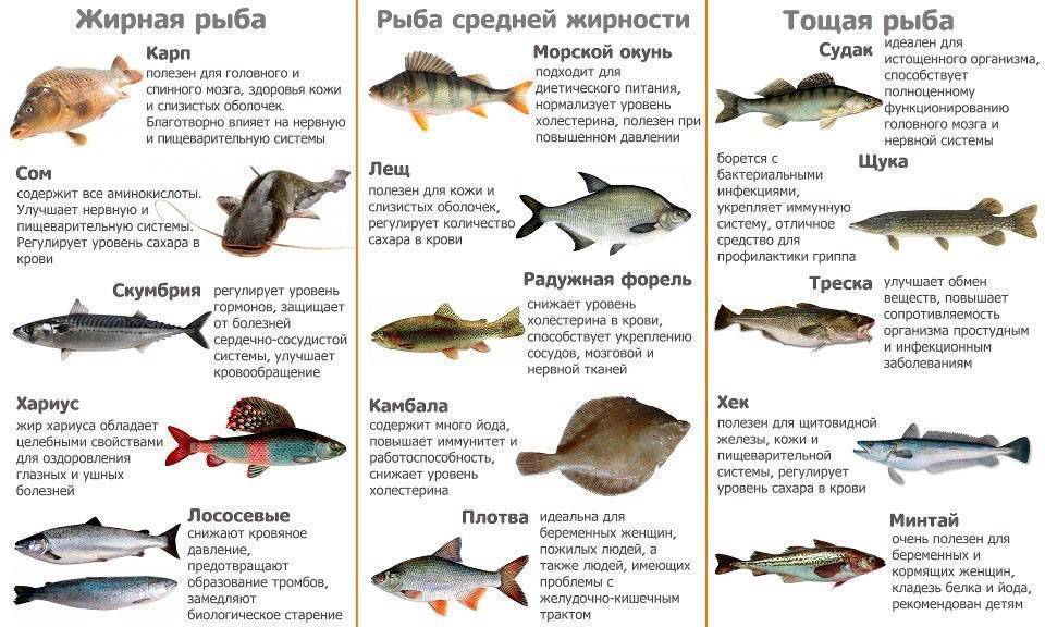 Диетические сорта рыбы: список с названиями морских и речных нежирных видов
