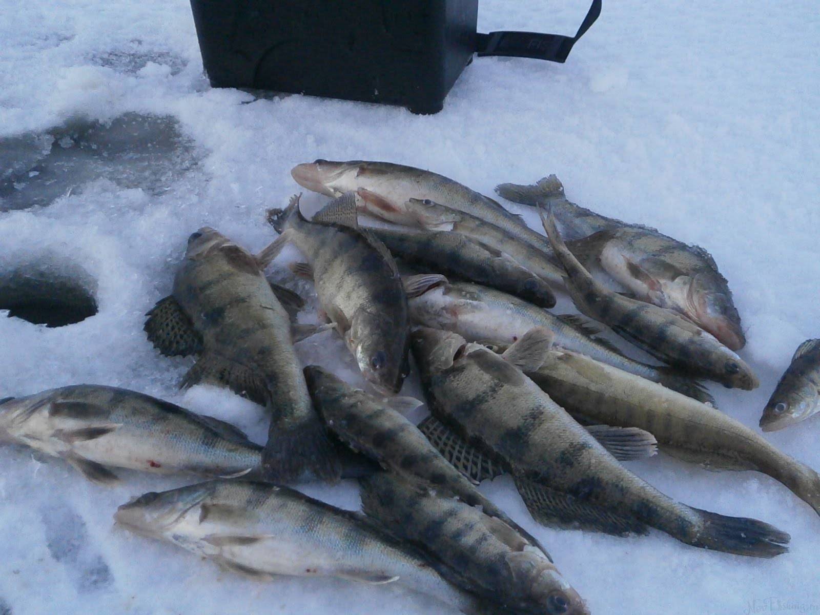 Рыбалка в финском заливе: список рыболовных туров
