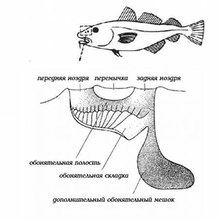Орган обоняния у рыб. Обонятый анализатор у рыб. Обонятельные мешки у рыб. Органы обоняния у рыб. Орган вкуса у рыб.