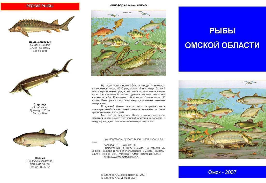 Рыбалка в омской области: лучшие места на карте топ-10