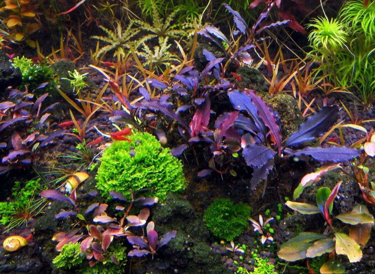 Акваскейп в голландском стиле из красных аквариумных растений