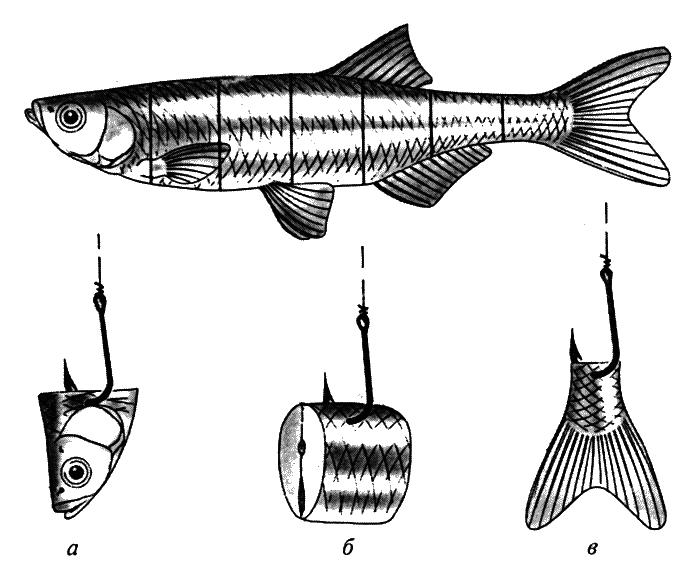 Строение и образ жизни рыб. любительское рыболовство [с иллюстрациями]