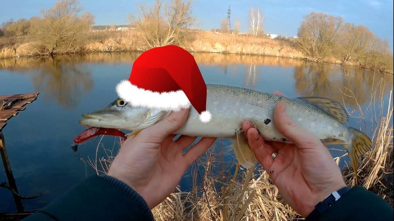 Ловля щуки зимой на жерлицы
