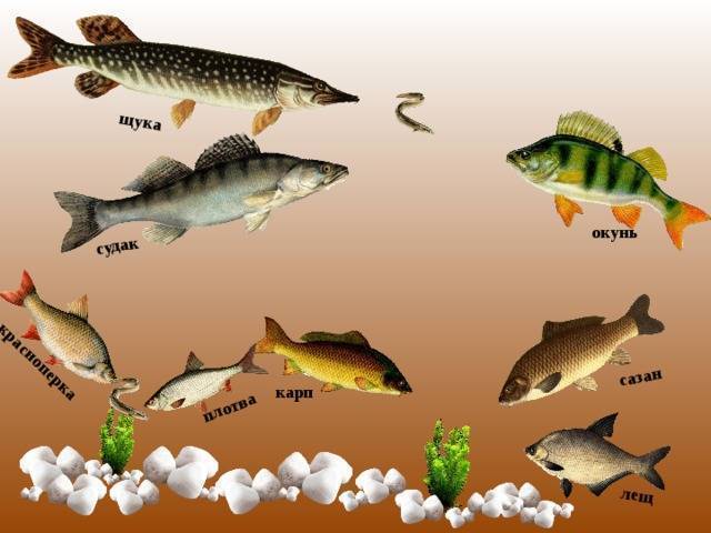 Рыбалка в начале июня на карпа, карася, язя, щуку, судака, окуня и сома
