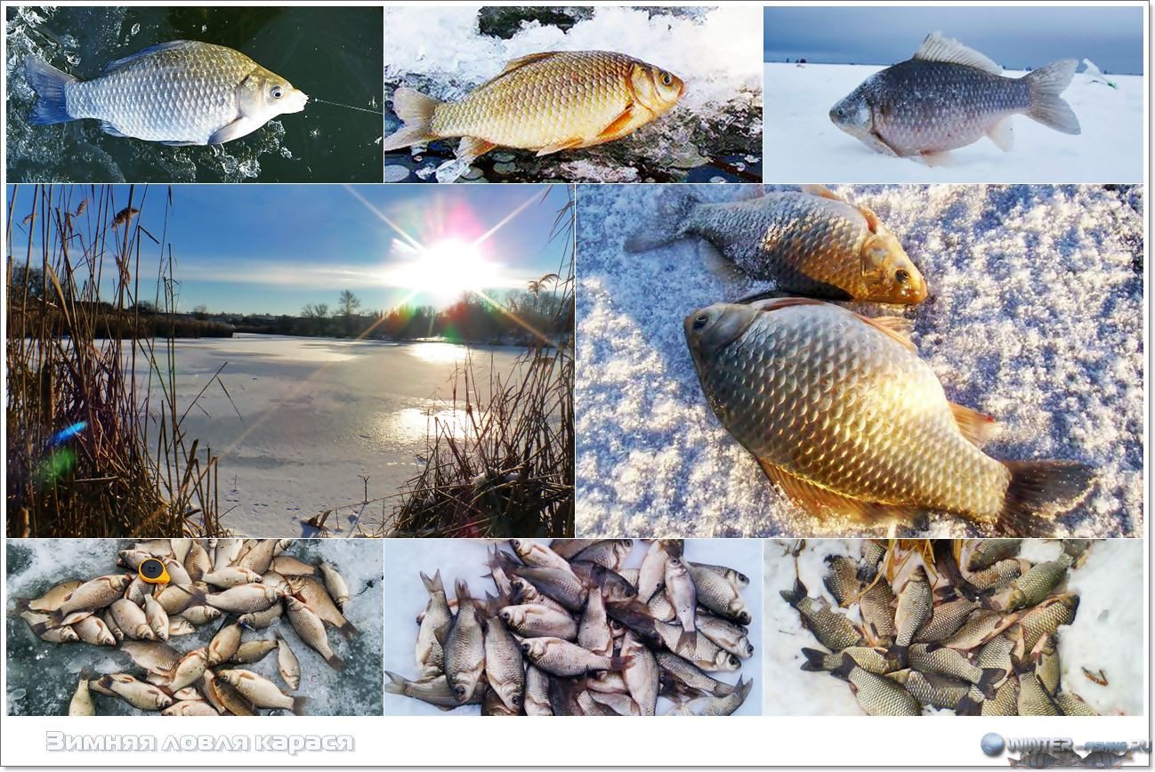 Ловля карася — особенности рыбалки - fishingwiki