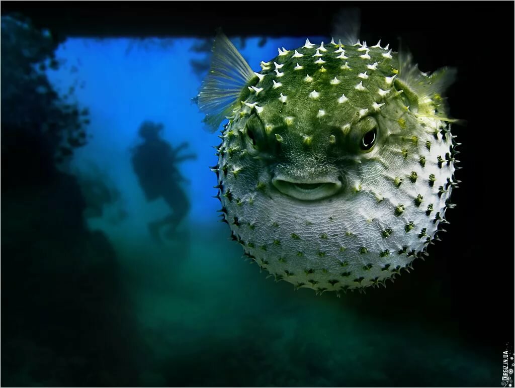 Footbalfish - рыба "футбольный мяч"