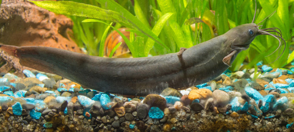 Рыбка мешкожаберный сом: аквариумное содержание и размножение