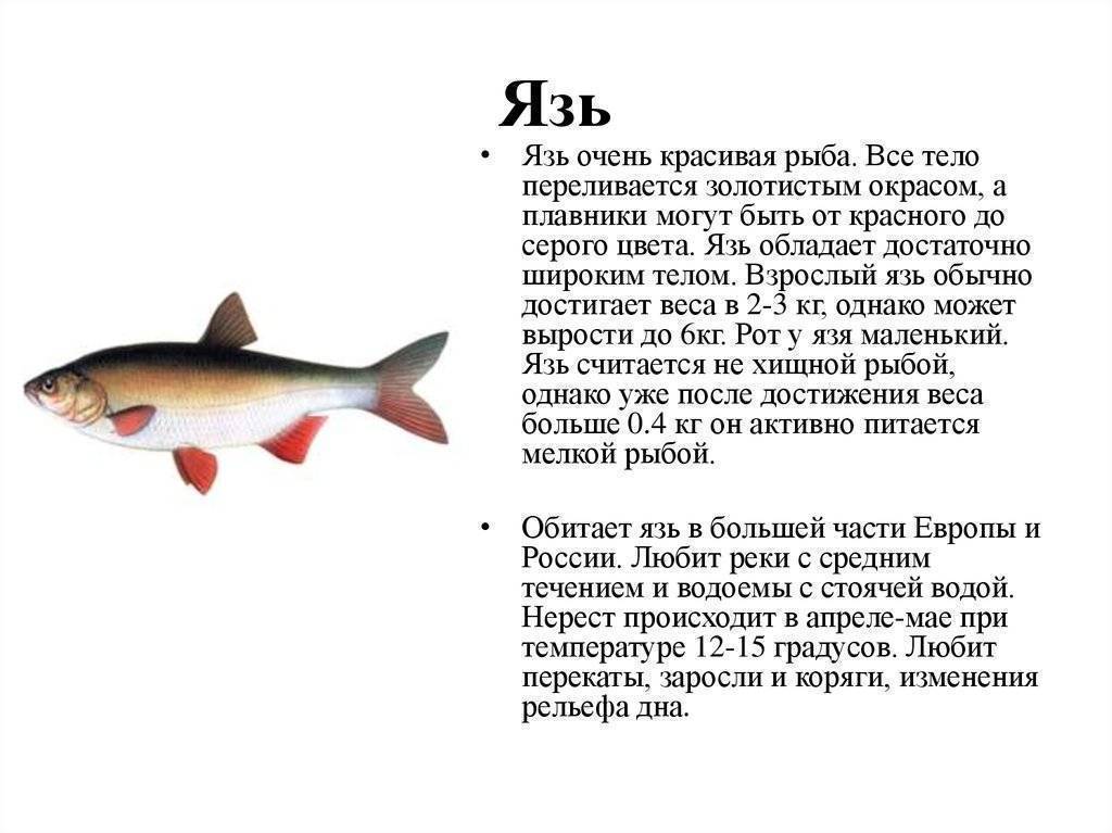 Плотва, описание рыбы, образ жизни, на что и как ловить