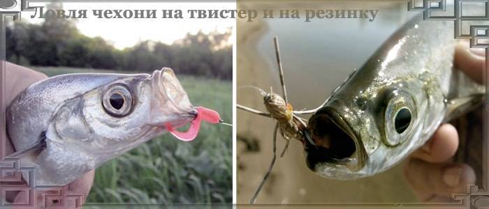 Все о ловле чехони